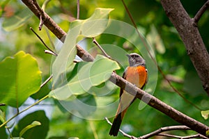 Lovely Small Minivet bird