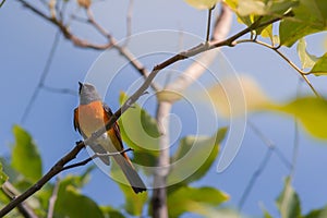 Lovely Small Minivet bird