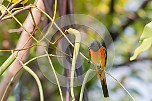 Lovely Small Minivet bird