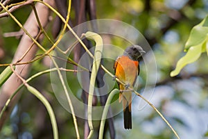 Lovely Small Minivet bird