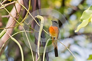 Lovely Small Minivet bird