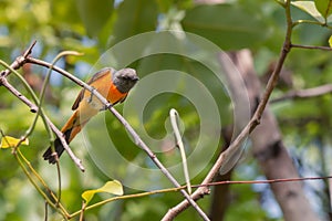 Lovely Small Minivet bird