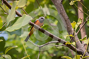 Lovely Small Minivet bird