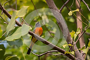 Lovely Small Minivet bird