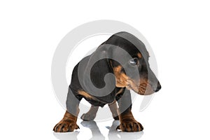 Lovely small teckel dachshund dog looking to side in studio