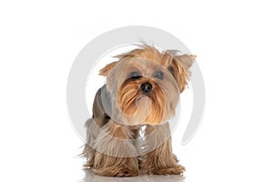 Lovely small yorkshire terrier puppy standing in front of white background