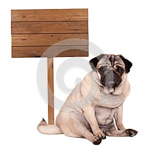 Lovely smart pug puppy dog sitting down next to blank wooden sign on pole, isolated on white background