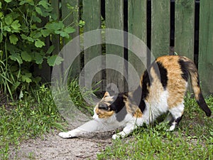 Lovely smarting tricolor cat on a green fence background