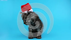 Lovely smiling Christmas kitten wear Santa hat