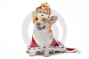 Lovely smiling welsh corgi Pembroke dog in crown decorated with precious stones and in red royal mantle with fur, front