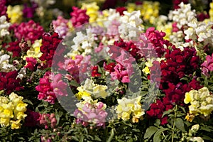 Lovely Snapdragons photo