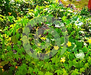 Lovely snapshot of season`s flowering green ridge gourd vines on tree