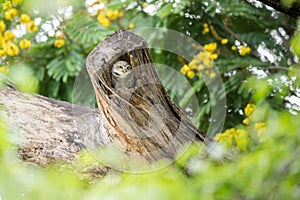 Lovely Spotted owlet relax on it tree hollow