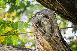 Lovely Spotted owlet relax on it tree hollow