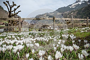 Lovely spring day in Lauterbrunnen mountains treks nature