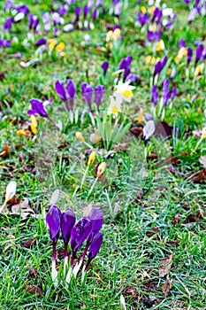 Lovely Spring flowers in Guildford Surrey England