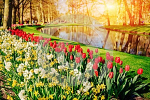 Lovely spring landscape park. Blooming flowers. Holland