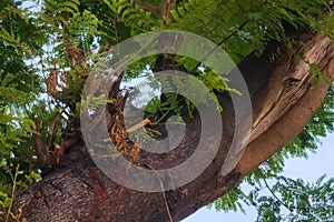 Lovely, stray, homeless black and white cat hiding in the branches, up in a Thai park tree.