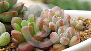 Lovely succulents photo