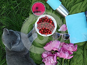 A lovely summer picnic on the green herbage by a pet. A picnic on a blue cloth laid, A cherry cup, a gray British cat