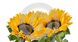 Lovely sunflower group plant isolated on white background