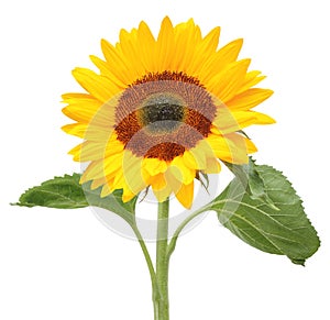 Lovely sunny sunflower Helianthus annuus, Asteraceae isolated on white background. photo