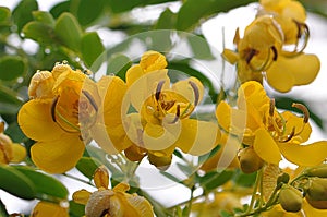 Lovely sunny yellow flowers of the Valamuerto Tree