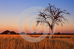 Lovely sunset in Kalahari with dead tree