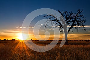 Lovely sunset in Kalahari with dead tree