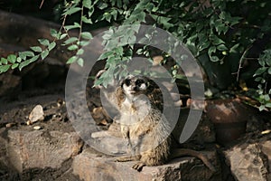 Lovely suricate