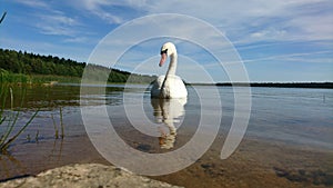 Lovely swan