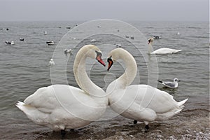 Lovely Swans