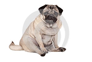 Lovely sweet pug puppy dog sitting down, isolated on white background
