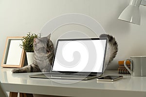 Lovely tabby cat, laptop computer with empty screen and supplies on white table. Home office interior