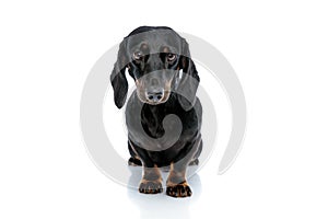 Lovely Teckel puppy dog with black fur looking ahead fascinated