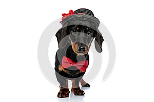 Lovely Teckel puppy wearing bowtie and hat, curiously looking forward