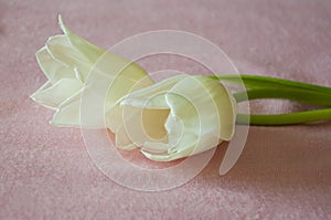 Lovely tender flowers of tulips of creamy white color. Still life. Calm pink background