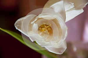 Lovely tender flowers of tulips of creamy white color. Still life. Calm pink background