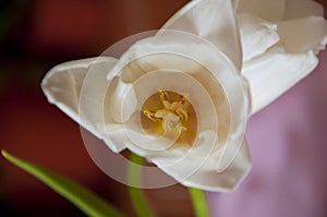 Lovely tender flowers of tulips of creamy white color. Still life. Calm pink background