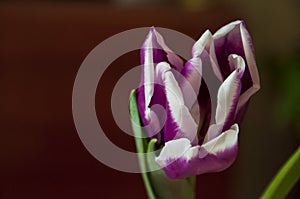 Lovely tender flowers of tulips of purple and white color. Still life. Calm brown background