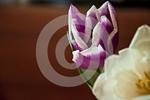 Lovely tender flowers of tulips of purple and white color. Still life. Calm brown background