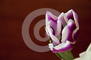 Lovely tender flowers of tulips of purple and white color. Still life. Calm brown background