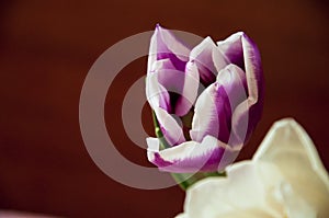 Lovely tender flowers of tulips of purple and white color. Still life. Calm brown background