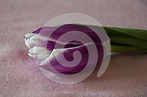 Lovely tender flowers of tulips of purple and white color. Still life. Calm pink background