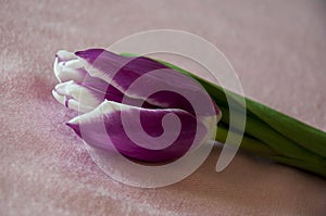 Lovely tender flowers of tulips of purple and white color. Still life. Calm pink background