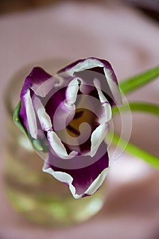 Lovely tender flowers of tulips of purple and white color. Still life. Calm pink background