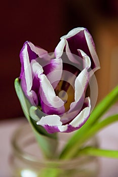 Lovely tender flowers of tulips of purple and white color. Still life. Calm pink background