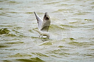 A lovely tern is catching fish on the water