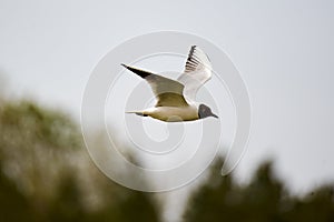 The lovely tern is flying on the forest