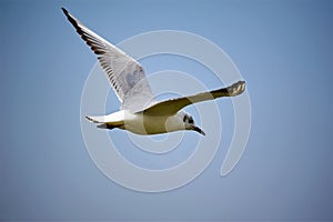 The lovely tern is flying in sky